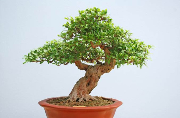 Darujte Bonsai