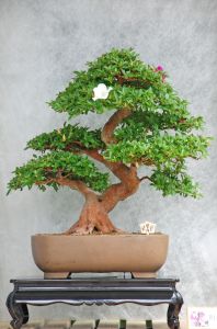 bonsai