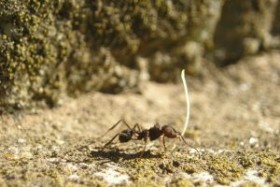 Domácí mraveniště
